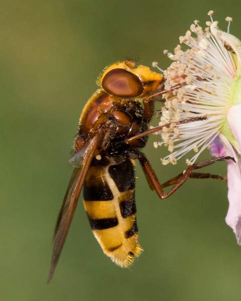 Volucella inanis.jpg